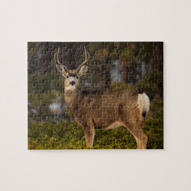 Forest Deer Buck (Horizontal)
