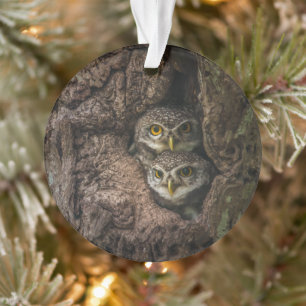 Forest Deux Owls Looking