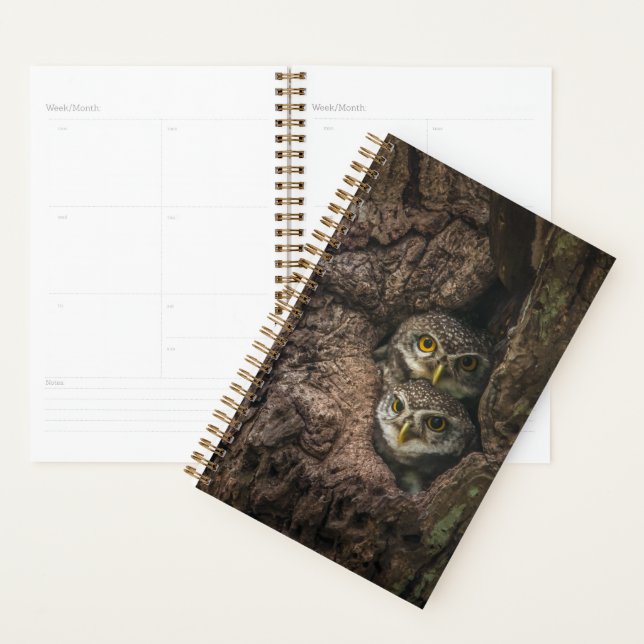 Forest | Deux Owls Looking (Devant avec enveloppe)