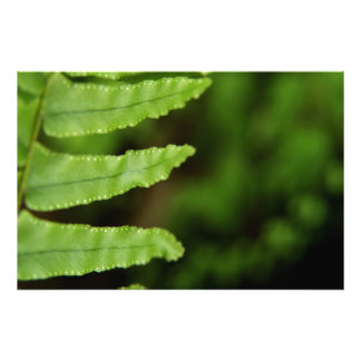 Forest Fern Fotodruck