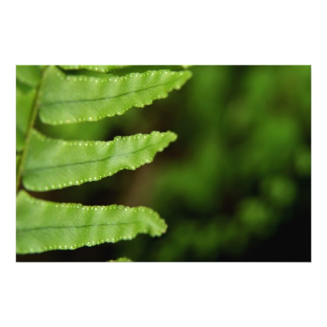 Forest Fern Fotodruck (Vorne)