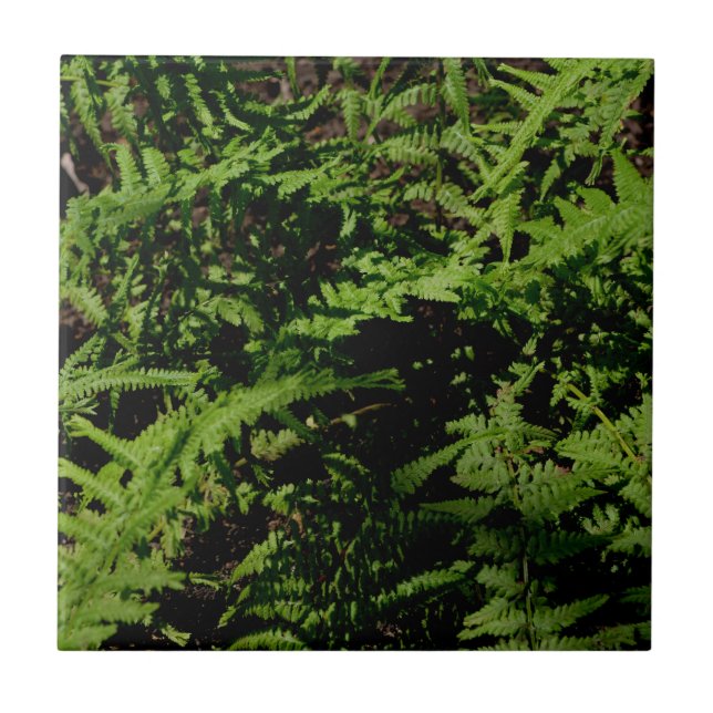 Forest Floor Ferns Fliese (Vorderseite)