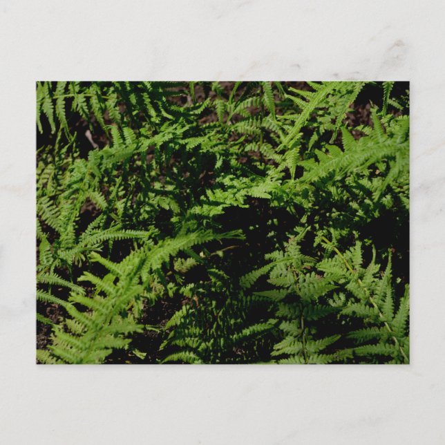 Forest Floor Ferns Postcard Postkarte (Vorderseite)