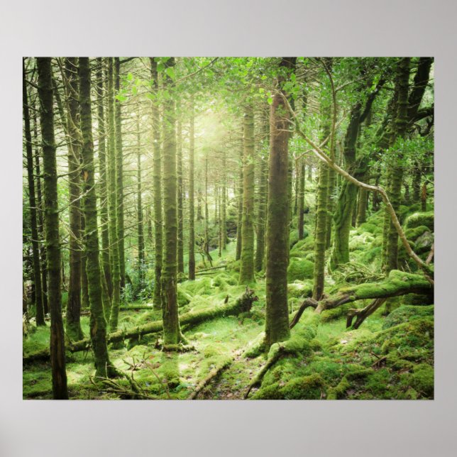 Forest in Killarney National Park | Kerry, Ireland Poster (Vorne)