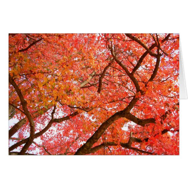 Forest Landscape Blank Card Schöne Druckkarten (Vorderseite (Horizontal))