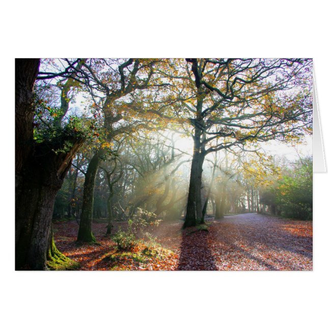 Forest Light Card (Vorderseite (Horizontal))