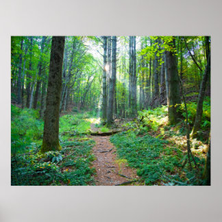 Forest Light Nature Fotografy Poster