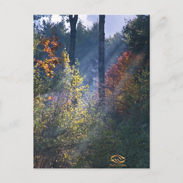 Forest Morning Vermont Fall Postkarte (Vorderseite)