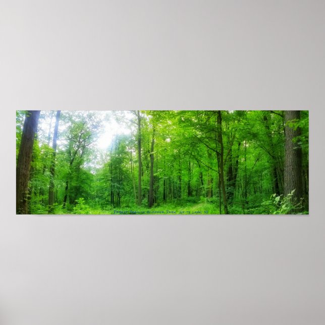 FOREST PANORAMA POSTER (Vorne)