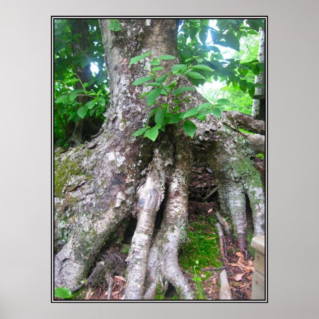 Forest Poster (Vorne)