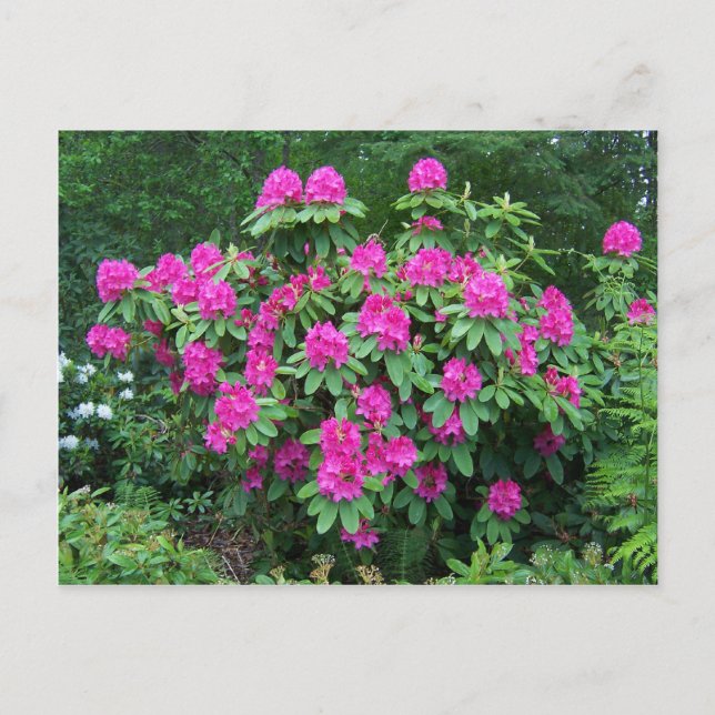 Forest Rhododendron Postkarte (Vorderseite)