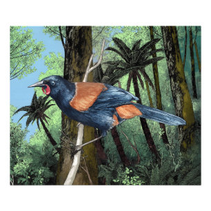 Forest Saddleback Bird Fotodruck