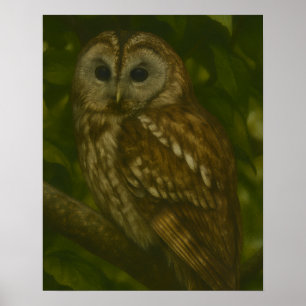 Forest Sentinel - Tawny Owl - Paradies für Naturfr Poster