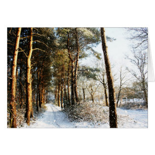 Forest Snow Scene Gccnm