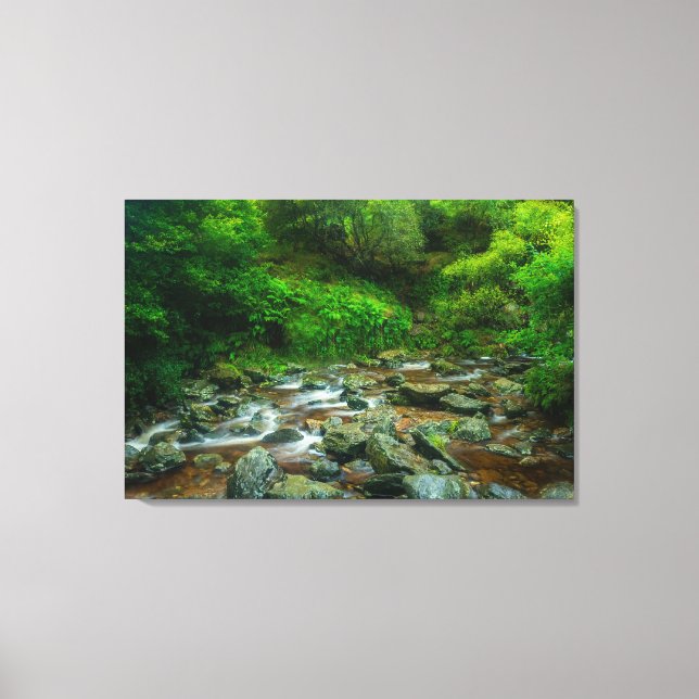 Forest Stream in Lush Woodland (Dargle River) Leinwanddruck (Vorderseite)
