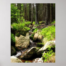 forest stream