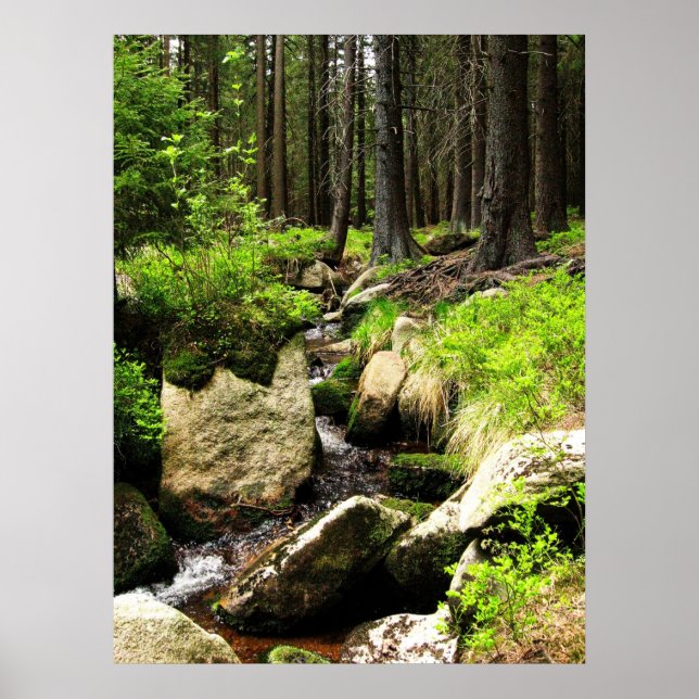 forest stream poster (Vorne)