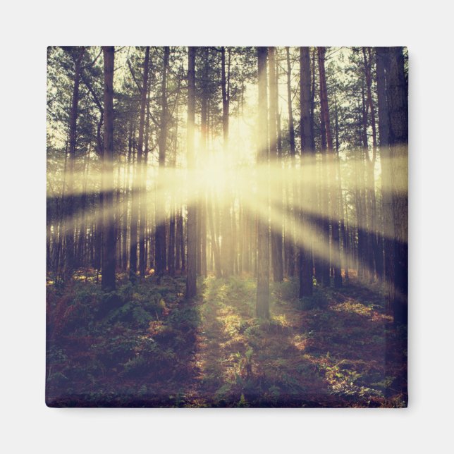 Forest Sunams Magnet (Vorne)