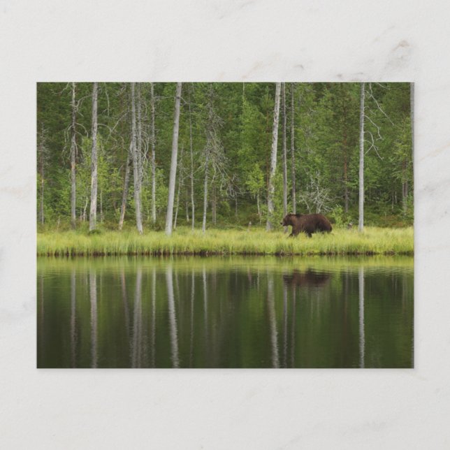 Forests | Bear at Taiga Forest Northern Finland Postkarte (Vorderseite)