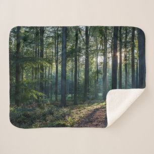 Forests   Black Forest Germany Sherpadecke