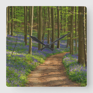 Forests Bluebell Forest in Belgium Quadratische Wanduhr
