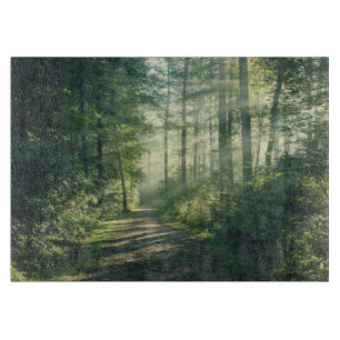 Forests Forest Path Hamburg Germany Schneidebrett