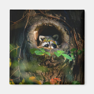 Forests   Raccoon Peeking Magnet