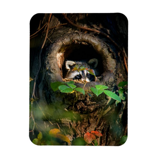 Forests | Raccoon Peeking Magnet (Vertikal)