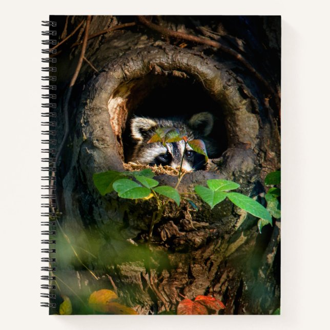 Forests | Raccoon Peeking Notizbuch (Vorderseite)