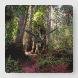 Forests Redwood Forest California Quadratische Wanduhr