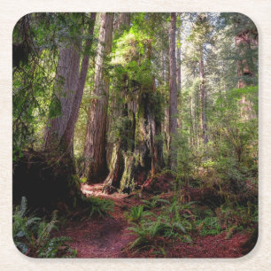 Forests Redwood Forest California Rechteckiger Pappuntersetzer