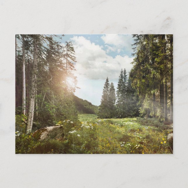 Forests | Sun Peeking Thru Postkarte (Vorderseite)