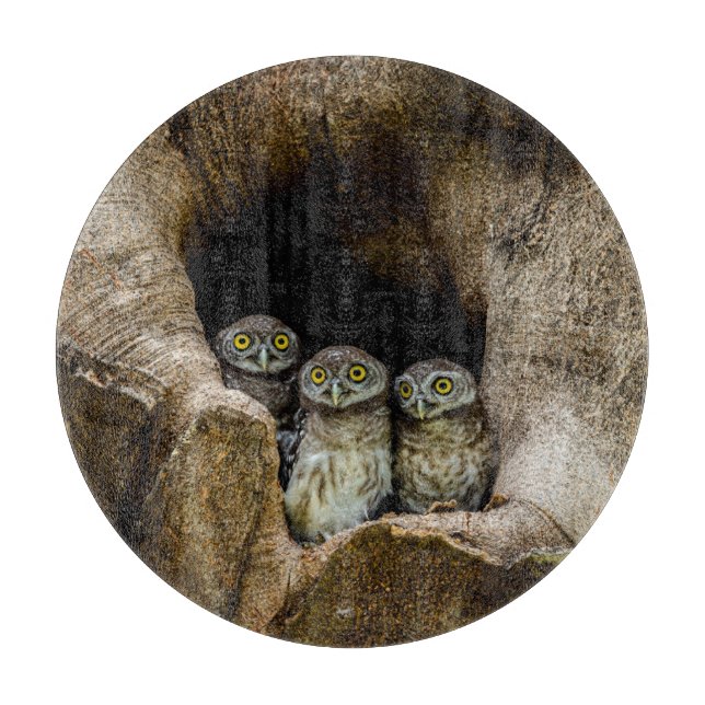 Forests Three Owls Looking Schneidebrett (Vorderseite)