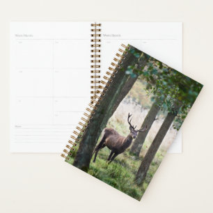 Forests Woodlands & Red Deer