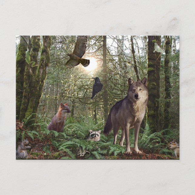 Forêt Animaux sauvages Faune Nature Carte postale (Devant)