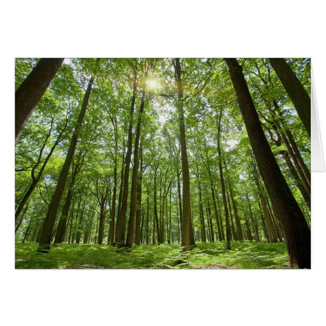 Forêt avec soleil derrière (Devant horizontal)