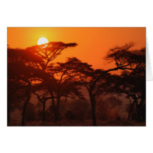 Forêt d'acacia en silhouette au coucher du soleil,