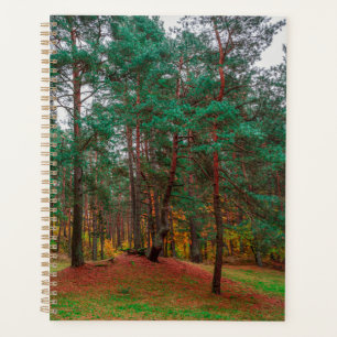 Forêt d'automne