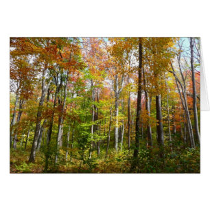 Forêt d'automne I Photographie de paysage automnal