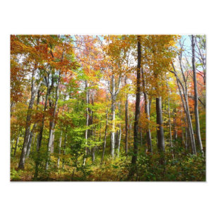 Forêt d'automne I Photographie de paysage automnal