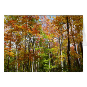 Forêt d'automne II Photographie de paysage automna