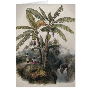 Forêt de bananiers tropicaux antiques   Bota vinta