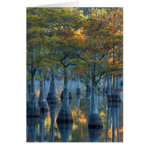 Forêt de cyprès de bassin