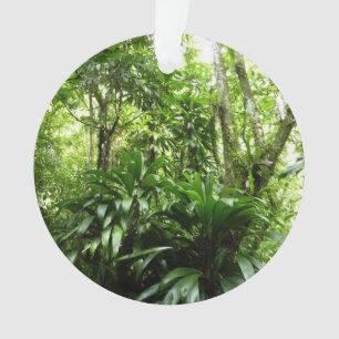 Forêt de pluie dominicaine I Nature verte tropical