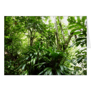 Forêt de pluie dominicaine I Nature verte tropical