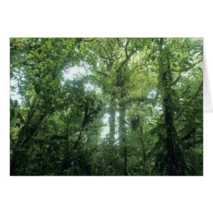 Forêt nuageuse de Monteverde, Costa Rica.
