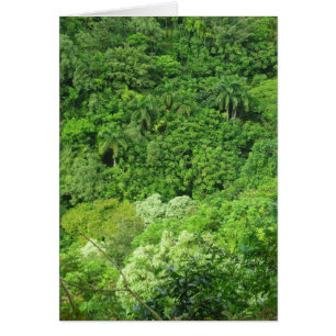 Forêt tropicale hawaïenne
