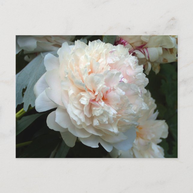 Forever Peony Einladung Postkarte (Vorderseite)