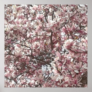 Forever Spring Magnolia Fotografy Poster