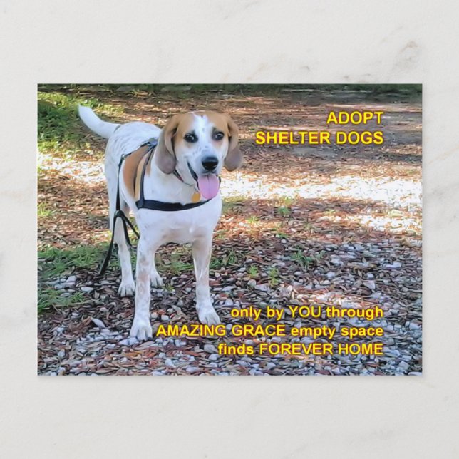 Forever Zuhause Phantastisch Grace Postkarte (Vorderseite)